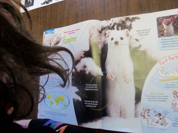 Reading about Ermines