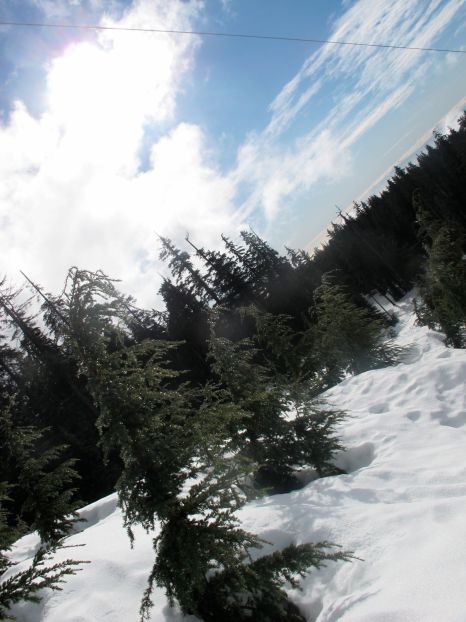 Around those trees? Holes!