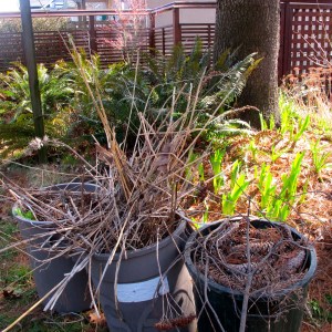 Celebration: Stories, Special Days and Spring Cleaning There's a Book for That