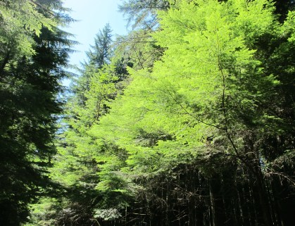  Celebration: The Forest