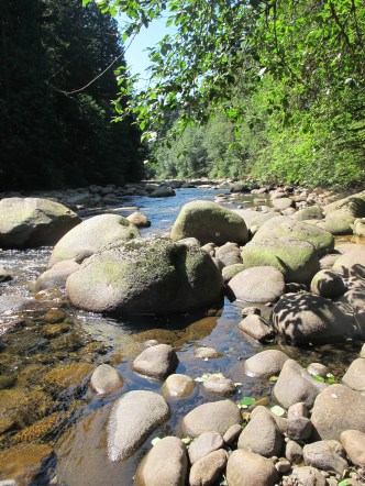  Celebration: The Forest