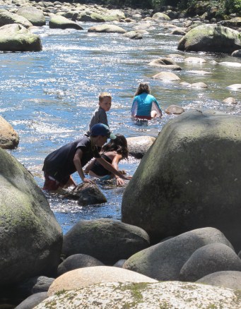  Celebration: The Forest