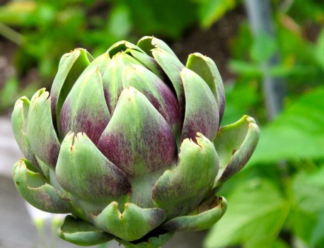  Celebration: Island Moments There's a Book for That