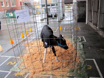 Celebration: Everything that happened (almost)