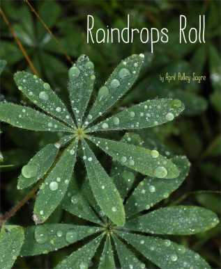 Raindrops Roll  20 favourite nonfiction titles of 2015 There's a Book for That