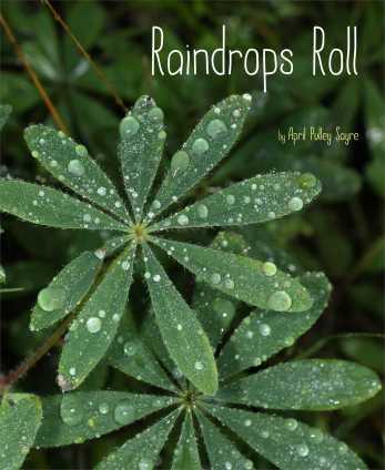 Raindrops Roll Nonfiction Picture Book Wednesday and I've been reading . . .