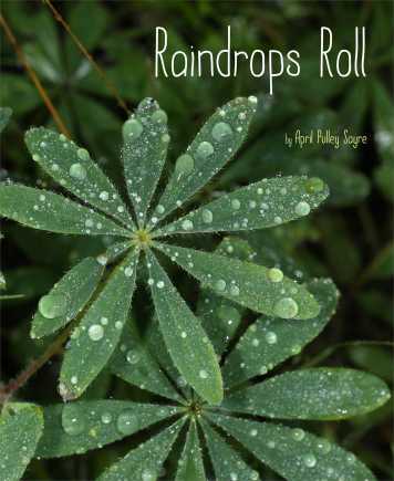 Raindrops Roll  Nonfiction Picture Book Dreaming: Spring 2015 There's a Book for That