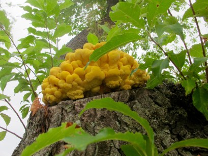 Celebration: A summer pace