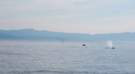  I wanted to see a whale There's a Book for That