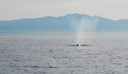  I wanted to see a whale There's a Book for That