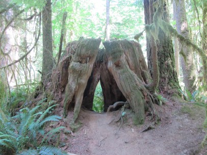 Celebration: Wandering, Wondering, Watching There's a Book for That