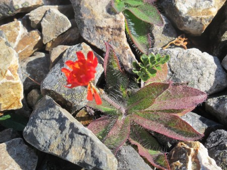 Celebration: Tall trees, Big rocks, Fresh air There's a Book for That