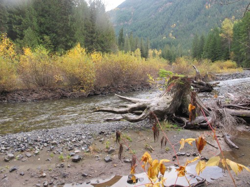 Celebration: Tall trees, Big rocks, Fresh air There's a Book for That