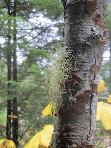 Celebration: Tall trees, Big rocks, Fresh air There's a Book for That