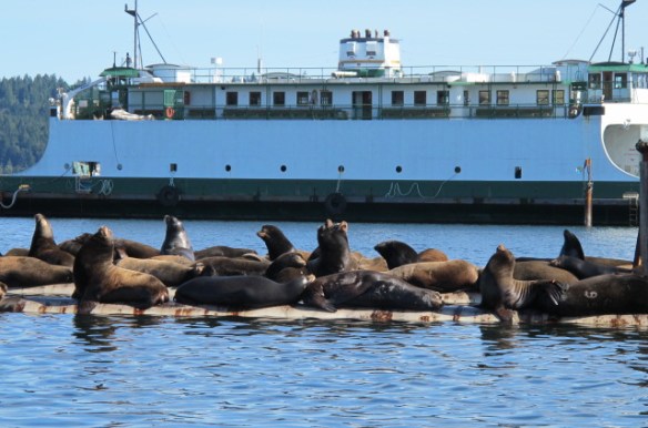 Sea lions #sol18
