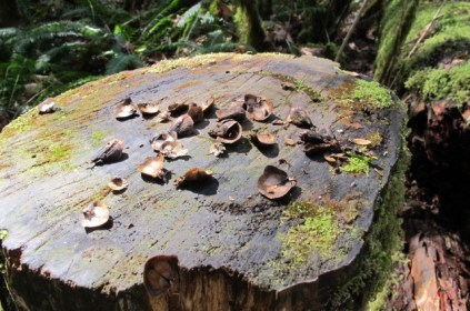 Celebration: Writing